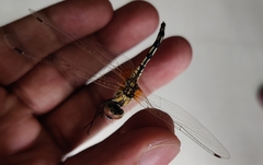 Trithemis pallidinervis