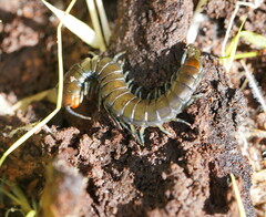 Cormocephalus esulcatus