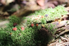 Tubifera ferruginosa