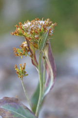 Senecio atratus