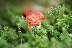 Tubifera ferruginosa