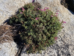 Penstemon newberryi