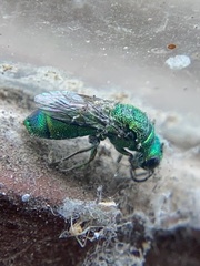 Trichrysis