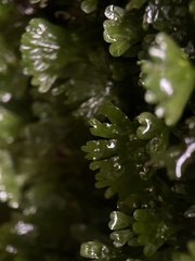 Hymenophyton flabellatum