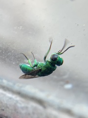 Trichrysis
