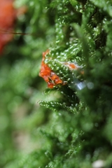 Tubifera ferruginosa