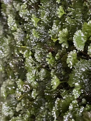 Hymenophyton flabellatum