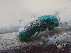 Trichrysis