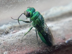 Trichrysis
