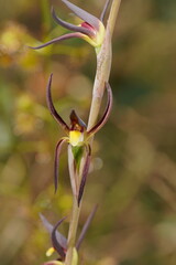 Lyperanthus suaveolens