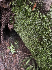 Hymenophyton flabellatum