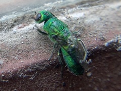 Trichrysis