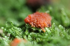 Tubifera ferruginosa