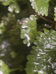 Hymenophyton flabellatum