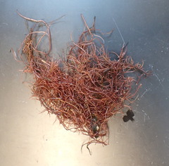Devaleraea ramentacea