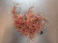 Devaleraea ramentacea