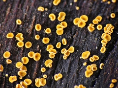 Lachnum pteridophyllum