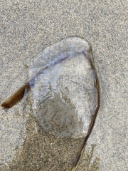 Aequorea victoria