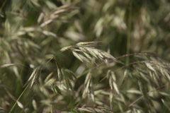 Bromus intermedius