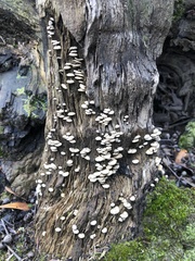 Panellus