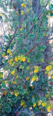 Hermannia alnifolia