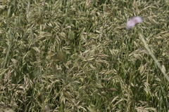 Bromus intermedius