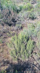 Dicerothamnus rhinocerotis