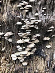 Panellus
