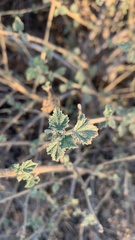 Malacothamnus fasciculatus