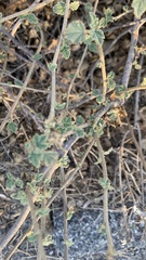 Malacothamnus fasciculatus