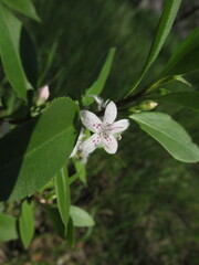 Myoporum petiolatum