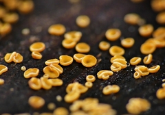 Lachnum pteridophyllum