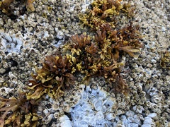 Pelvetiopsis limitata
