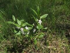 Myoporum petiolatum