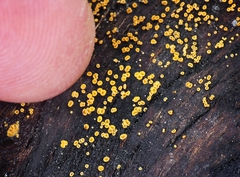 Lachnum pteridophyllum