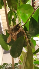Meliphaga