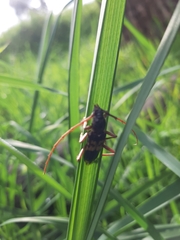 Phoracantha semipunctata