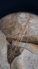 Dudleya saxosa