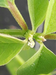 Euphorbia graminea