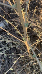 Malacothamnus fasciculatus