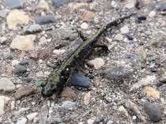 Ambystoma macrodactylum