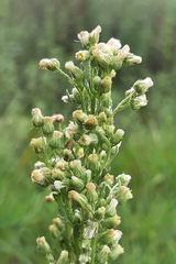 Laennecia sophiifolia