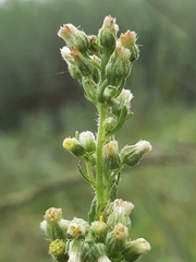 Laennecia sophiifolia