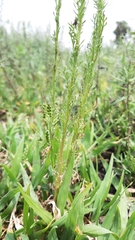 Laennecia sophiifolia