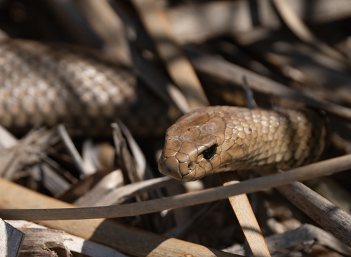 Eastern Brown Snake sighting