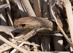 Pseudonaja textilis