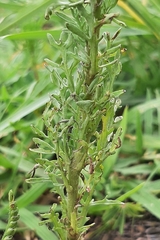 Laennecia sophiifolia