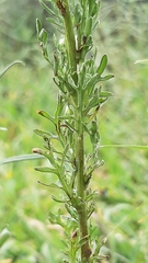 Laennecia sophiifolia