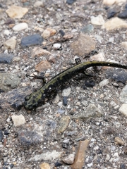 Ambystoma macrodactylum