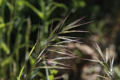 Bromus rigidus